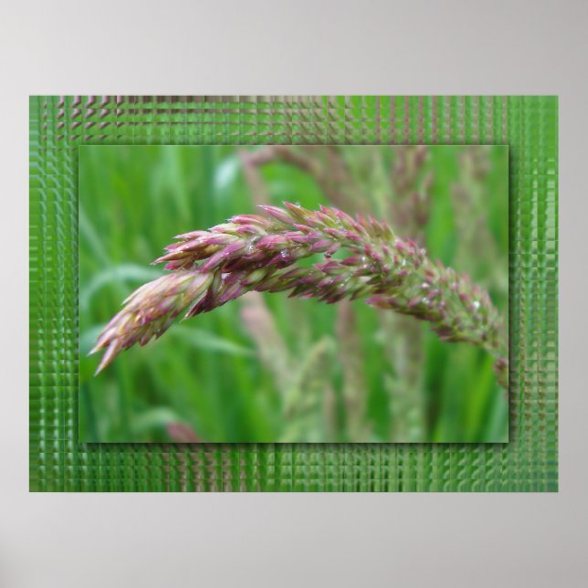 Wie das Gras wächst drucken Poster (Vorne)