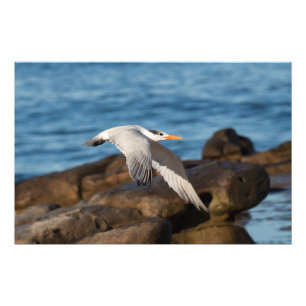 Wie die Zernfliegen Fotodruck