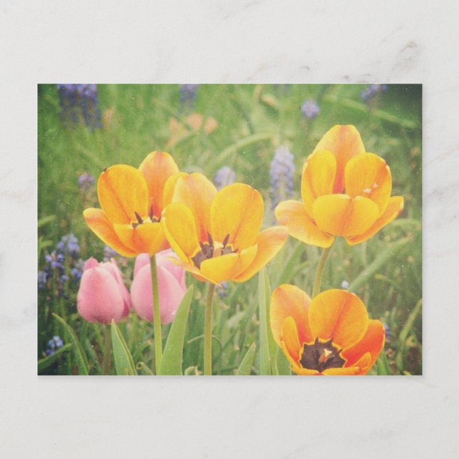 Wie ein schönes Stillleben Postkarte (Vorderseite)