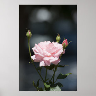 Wie eine Rose Poster