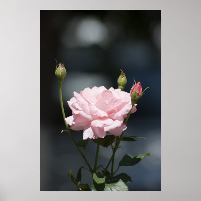 Wie eine Rose Poster (Vorne)