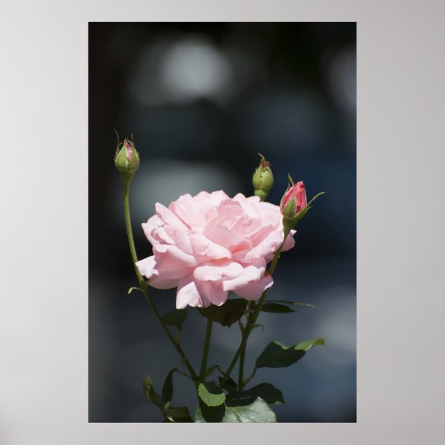 wie eine Rose Poster (Vorne)