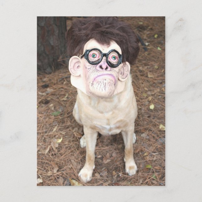 Wie gefällt dir mein Kostüm? Postkarte (Vorderseite)