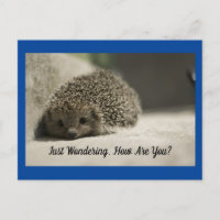 Wie ist Ihr Igel Postcard?