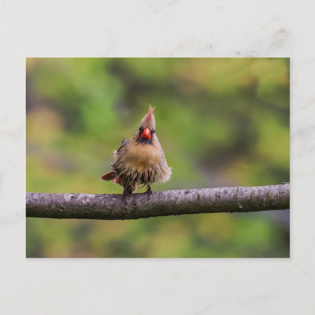 Wie läuft Ihr Tag? Postkarte (Vorderseite)