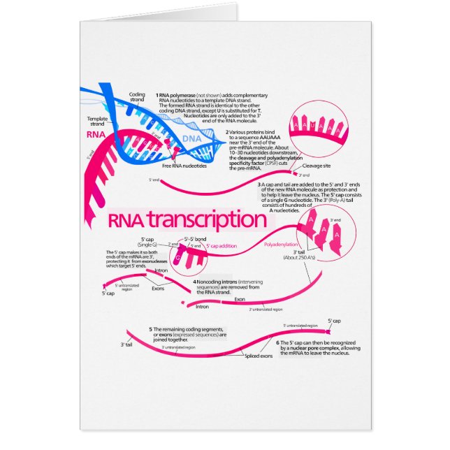 Wie mRNA in einem Nucleus Diagramm erstellt wird (Vorne)