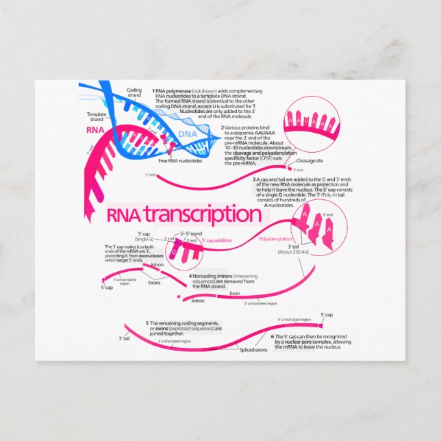 Wie mRNA in einem Nucleus Diagramm erstellt wird Postkarte (Vorderseite)