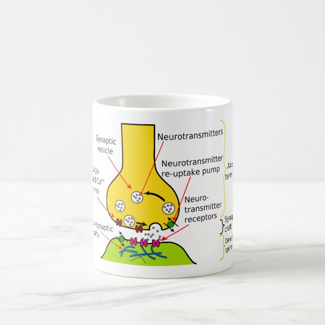 Wie Nerven-Signale mit Synapsen gesendet werden, Tasse (Mittel)