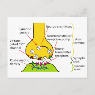 Wie Nervensignale mit Synapsen-Diagrammen gesendet Postkarte