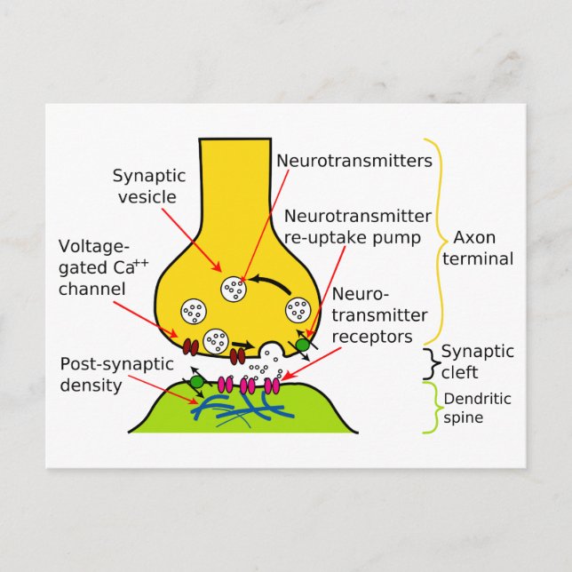 Wie Nervensignale mit Synapsen-Diagrammen gesendet Postkarte (Vorderseite)