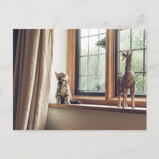 Wie viel kostet das Kitty im Fenster? Postkarte (Vorderseite)