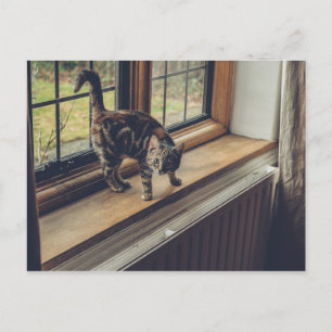 Wie viel kostet das Kitty im Fenster? Postkarte