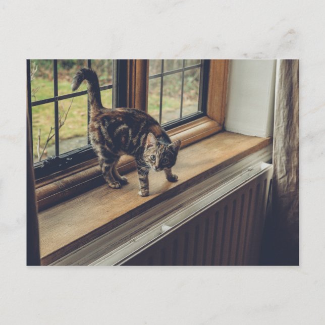 Wie viel kostet das Kitty im Fenster? Postkarte (Vorderseite)