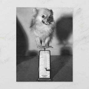 Wie viel wiege ich? postkarte