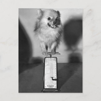 Wie viel wiege ich? postkarte