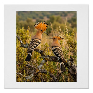 Wiedehopfvögel in der Naturlandschaft Wildlife Fle Poster
