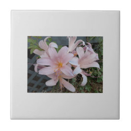 Wiederauferstehungslilie Fliese