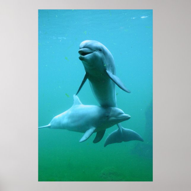 Wiedergabe Poster (Vorne)