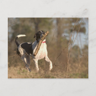 Wiedergabe Postkarte