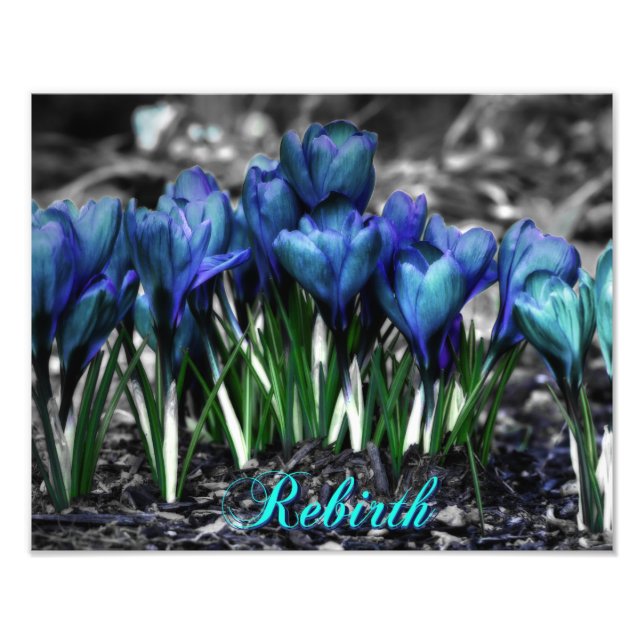 Wiedergeburt des Aqua Blue Crocus Blooms Fotodruck (Vorne)