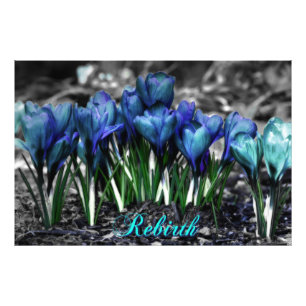 Wiedergeburt des Aqua Blue Crocus Blooms Fotodruck