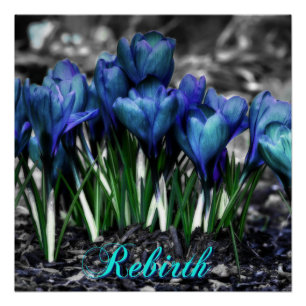 Wiedergeburt des Aqua Blue Crocus Blooms Poster