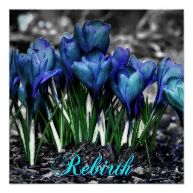 Wiedergeburt des Aqua Blue Crocus Blooms Poster (Vorderseite)