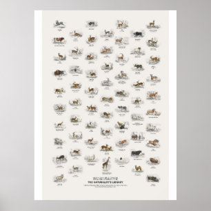 Wiederkäuer - Naturalist's Library Poster