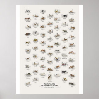 Wiederkäuer - Naturalist's Library Poster