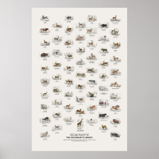 Wiederkäuer - Naturalist's Library Poster