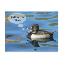 Wiedersehen, die die Ankündigung der Flock-Duck-In