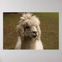 WIENNA WIEN ÖSTERREICH AUSTRIA ALPAKA LAMA ANIMAL