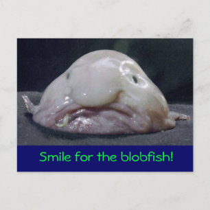 wieriger Fisch Postkarte