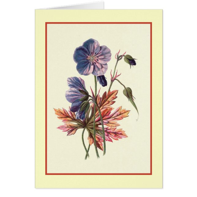 "Wiese Cranesbill" botanische Illustration (Vorne)
