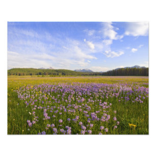 Wiese mit Penstemon-Wildblumen in der 2 Fotodruck