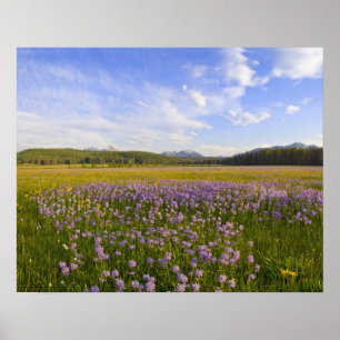 Wiese mit Penstemon-Wildblumen in der 2 Poster
