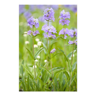 Wiese mit Penstemon-Wildblumen in der Fotodruck