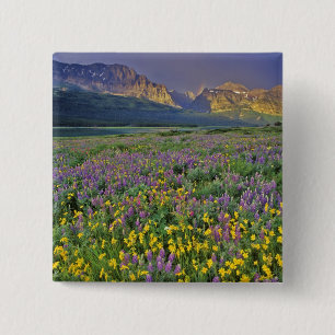 Wiese mit Wildblumen im Many Glacier Button