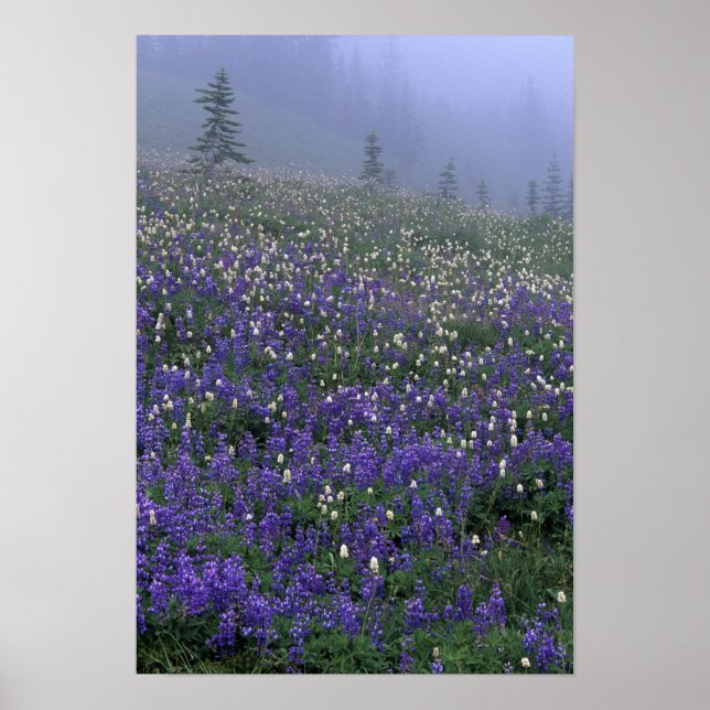Wiese WA, Rainier NP, Lupine und Bistort Poster (Vorne)