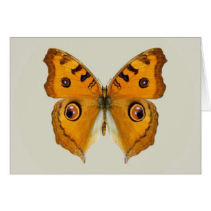 Wiesen-Argus-Schmetterling