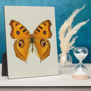 Wiesen-Argus-Schmetterling Fotoplatte