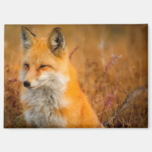 Wiesen-Fuchs-Magnet Magnet