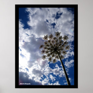 Wiesenkerbel unter bewölktem Himmel Poster