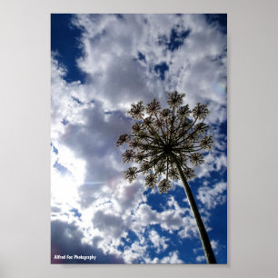 Wiesenkerbel unter bewölktem Himmel Poster