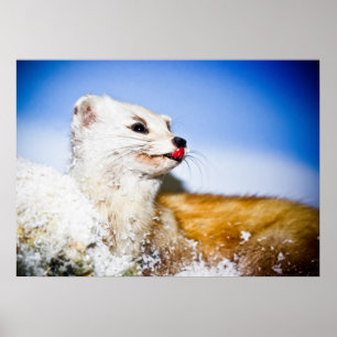 Wiesenposter Poster