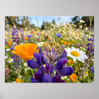 Wiesensinfonie Poster
