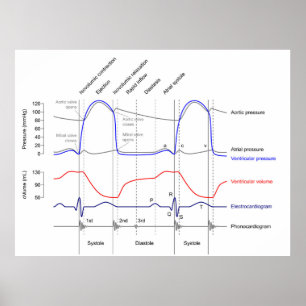 Wiggers-Diagramm Herzzyklusereignisse linker Ventr Poster