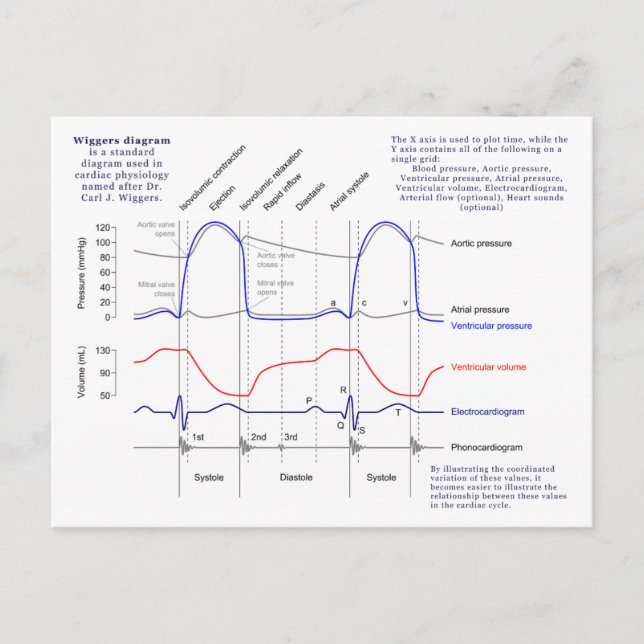 Wiggers-Diagramm Postkarte (Vorderseite)