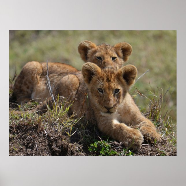 Wild African Lion Cubs Poster (Vorne)