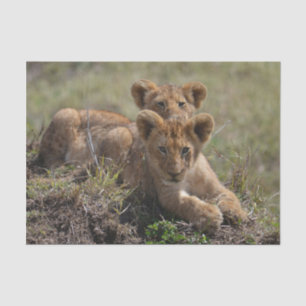 Wild African Lion Cubs Seidenpapier